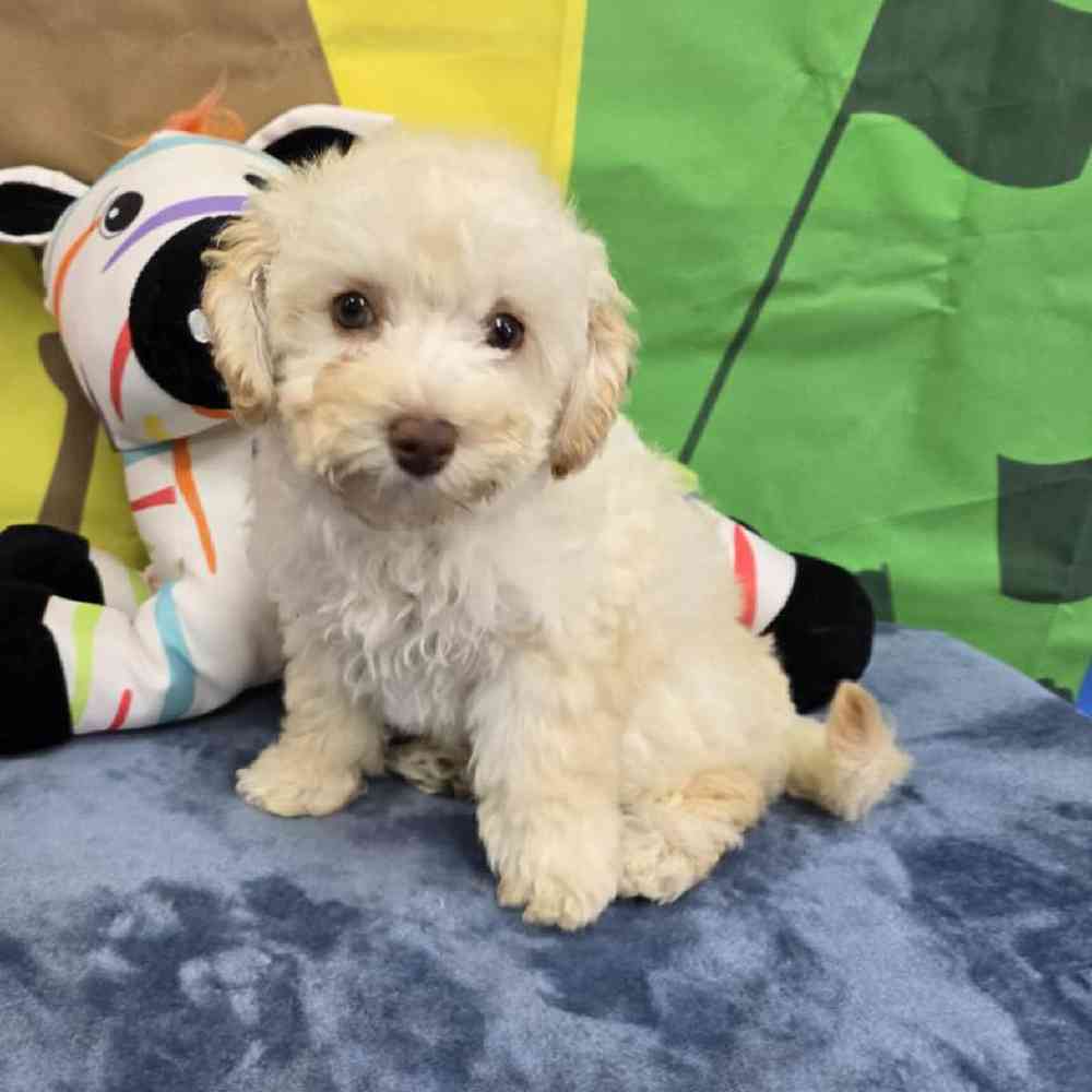 Female Poodle Toy Puppy for Sale in Virginia Beach, VA