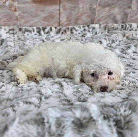 Poodle Toy