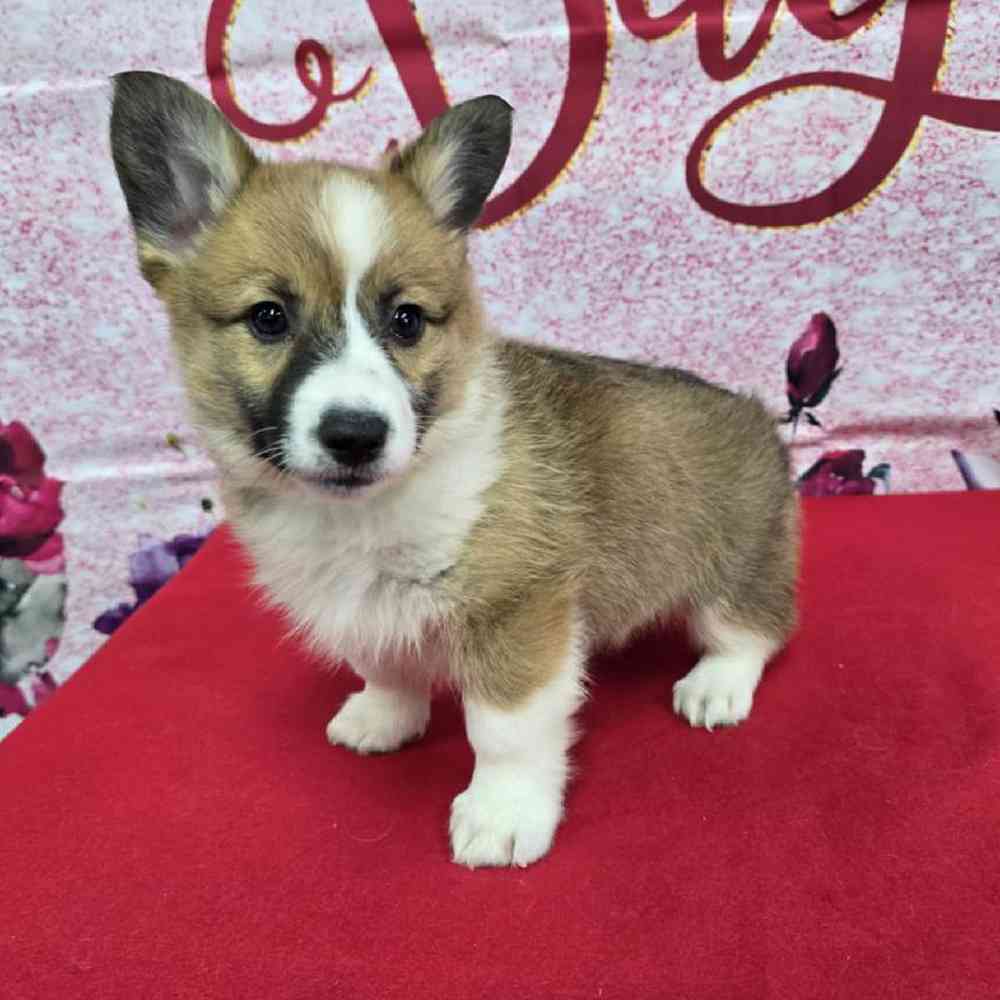 Female Pembroke Welsh Corgi Puppy for Sale in Virginia Beach, VA