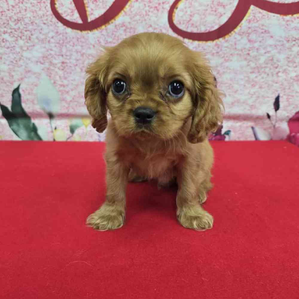 Male Cavalier King Charles Spaniel Puppy for Sale in Virginia Beach, VA