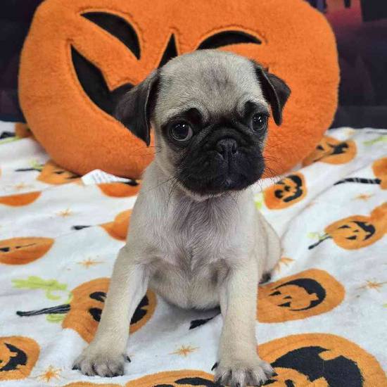 Pug