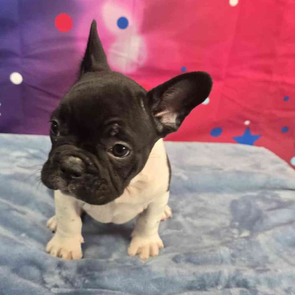 Male French Bulldog Puppy for Sale in Virginia Beach, VA
