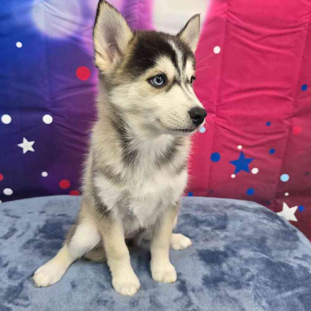 Female Pomsky Puppy for Sale in Virginia Beach, VA