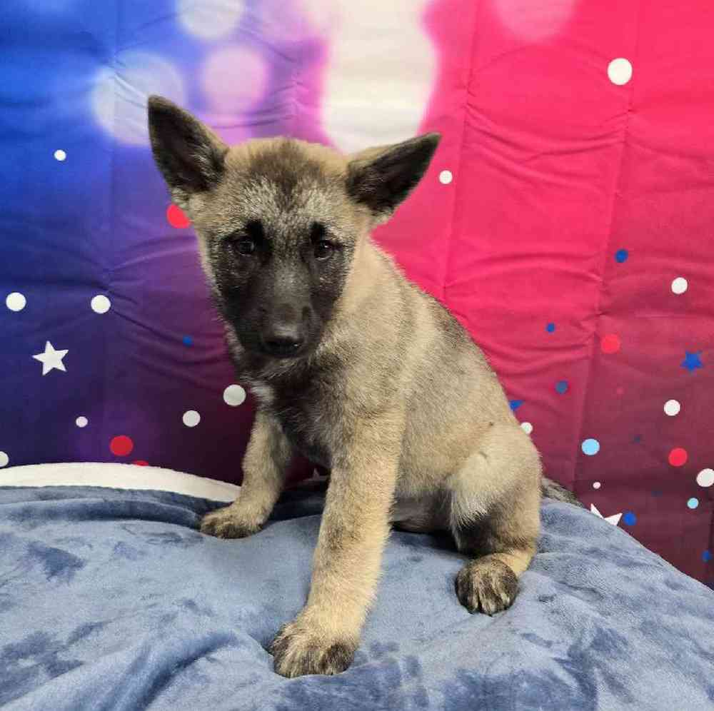 Male Norwegian Elkhound Puppy for Sale in Virginia Beach, VA
