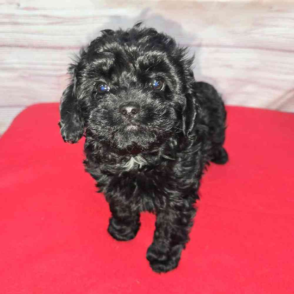 Female Cavapoo Puppy for Sale in Virginia Beach, VA