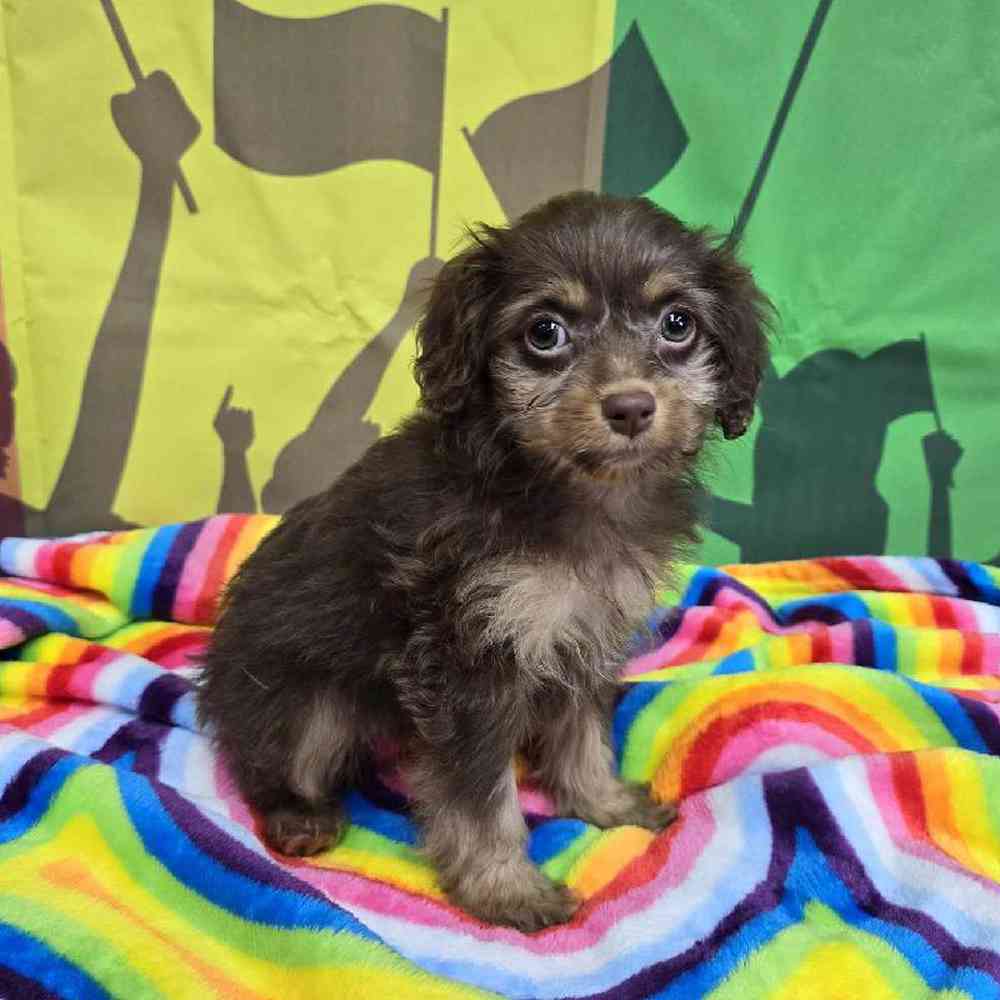 Female Cockapoo Puppy for Sale in Virginia Beach, VA