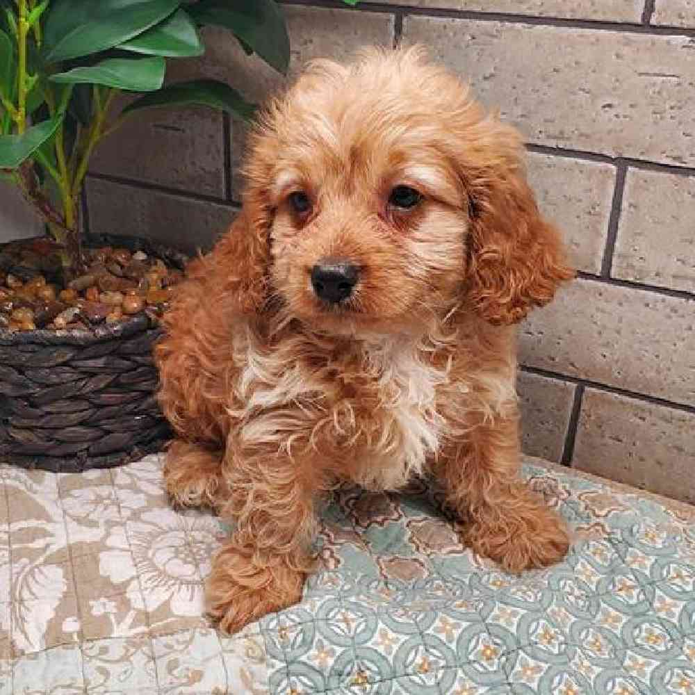Male Cavapoo Puppy for sale