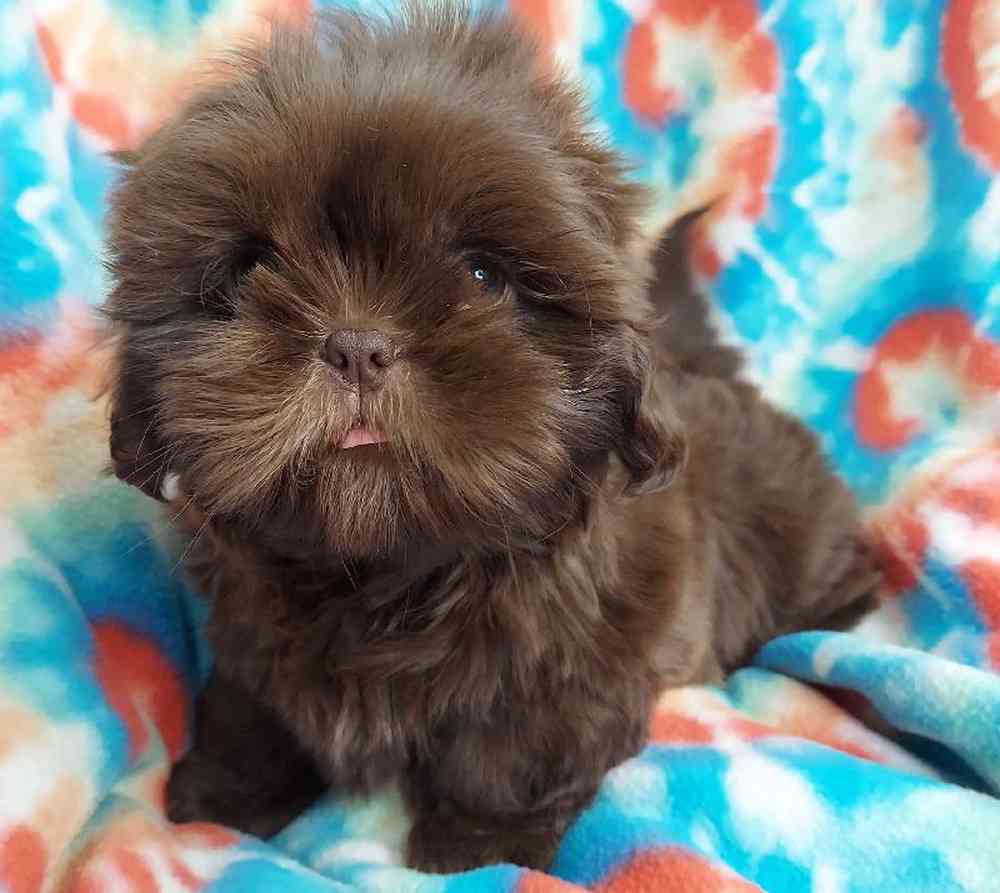 Male Shih Tzu Puppy for sale