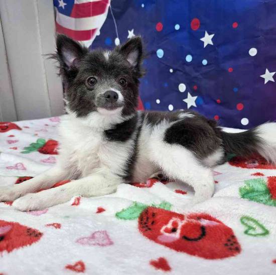 Pomeranian