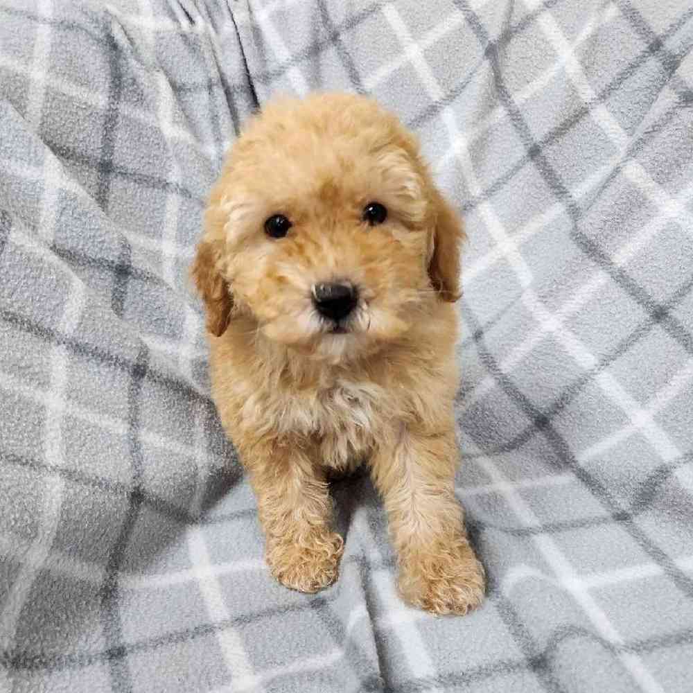Male Poodle Toy Puppy for Sale in Virginia Beach, VA
