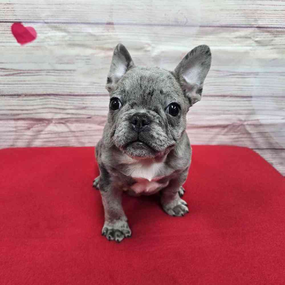 Male French Bulldog Puppy for Sale in Virginia Beach, VA