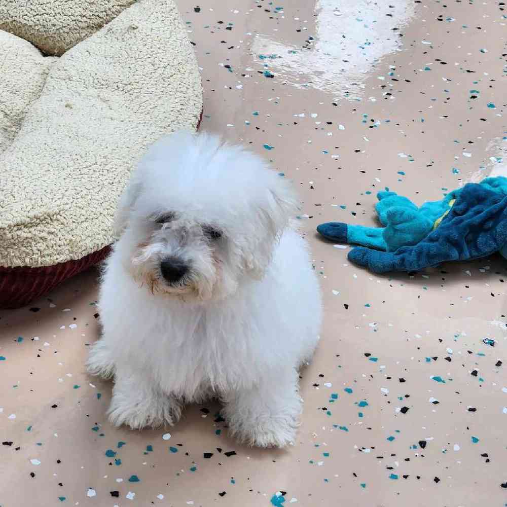 Male Bichon Puppy for Sale in Virginia Beach, VA