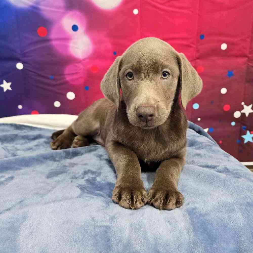 Female Labrador Retriever Puppy for Sale in Virginia Beach, VA
