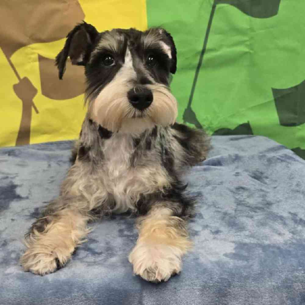 Image of a pet breed in the gallery