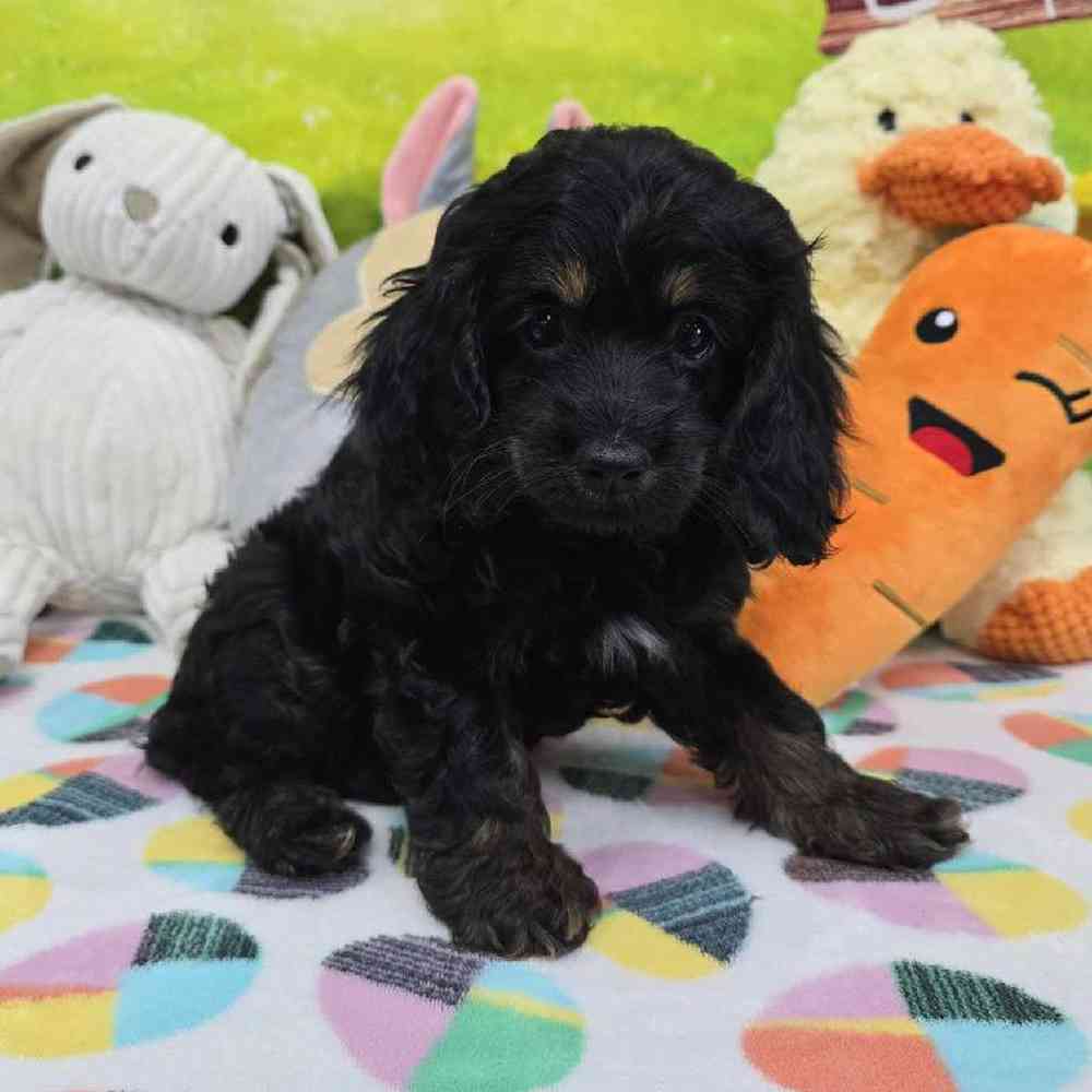 Female Cockapoo Puppy for Sale in Virginia Beach, VA