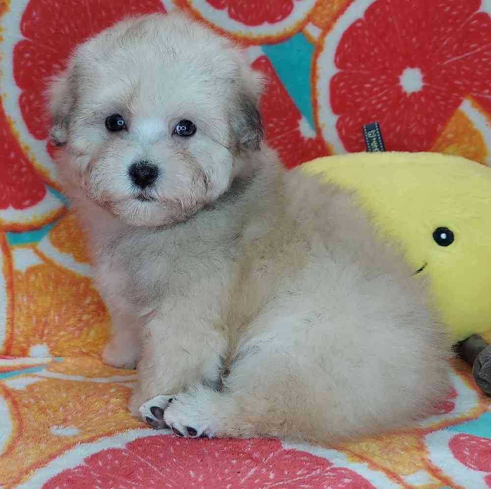 Male Maltipoo Puppy for sale