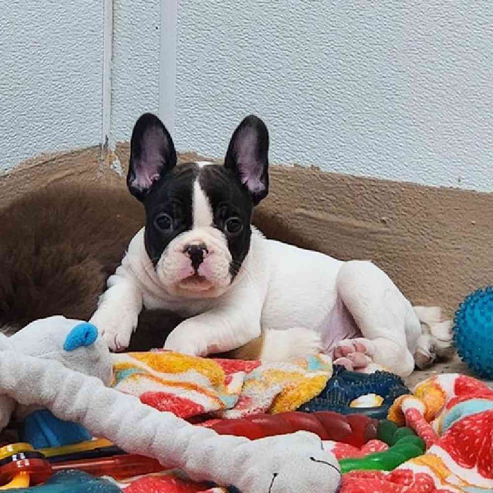 Male French Bulldog Puppy for Sale in Virginia Beach, VA