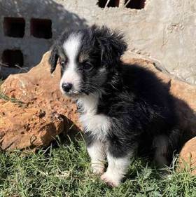 Mini Aussie