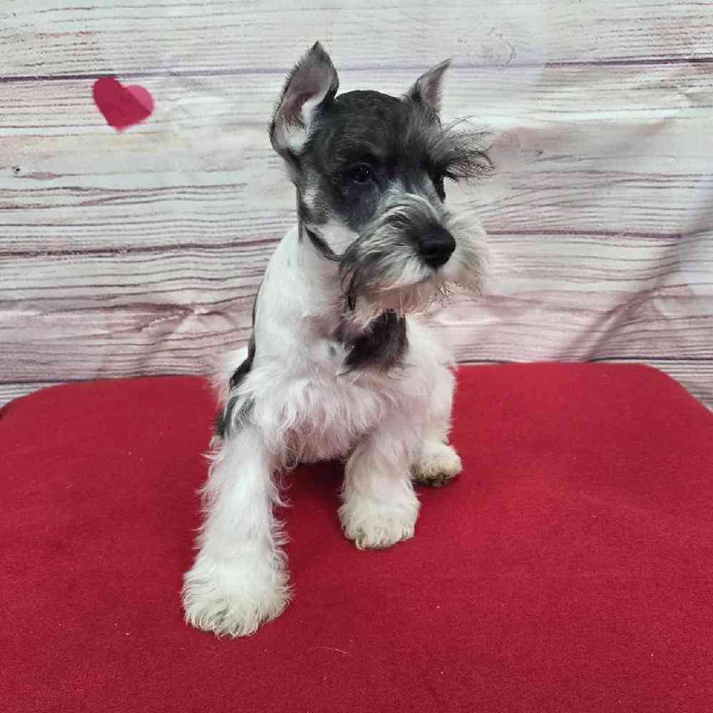 Male Mini Schnauzer Puppy for Sale in Virginia Beach, VA