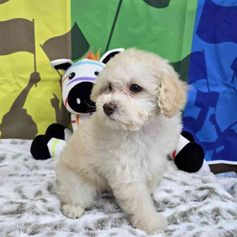 Female Poodle Toy Puppy for Sale in Virginia Beach, VA