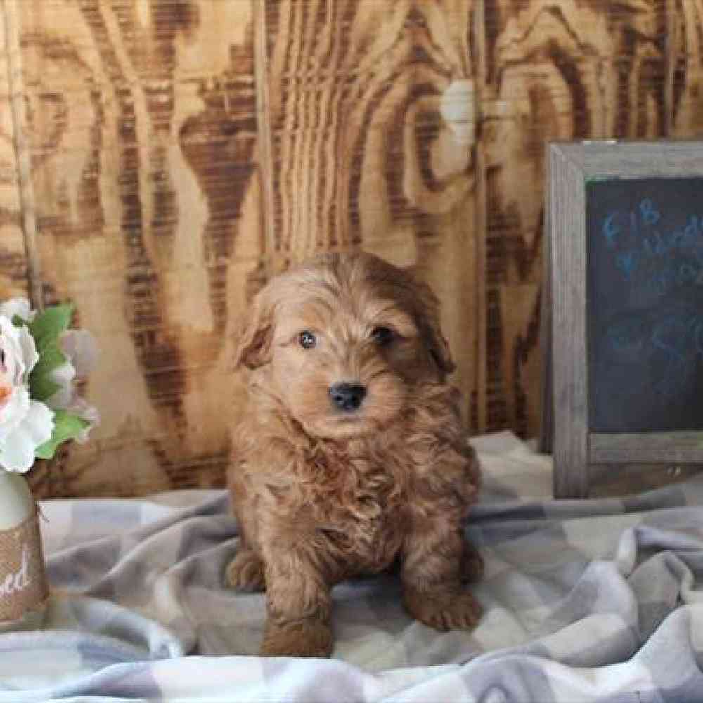 Male Mini Goldendoodle Puppy for Sale in Virginia Beach, VA
