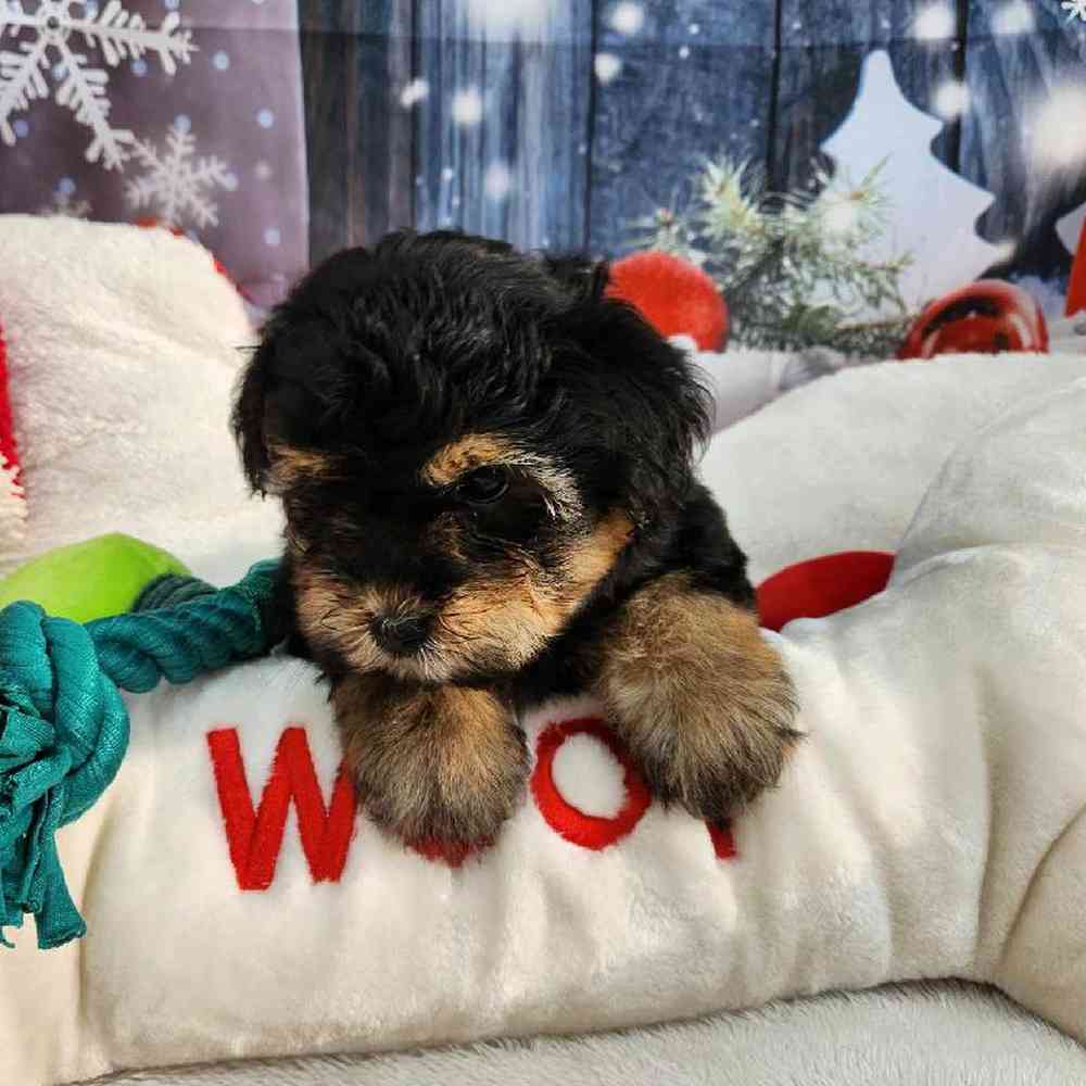 Female Morkie Puppy for Sale in Virginia Beach, VA
