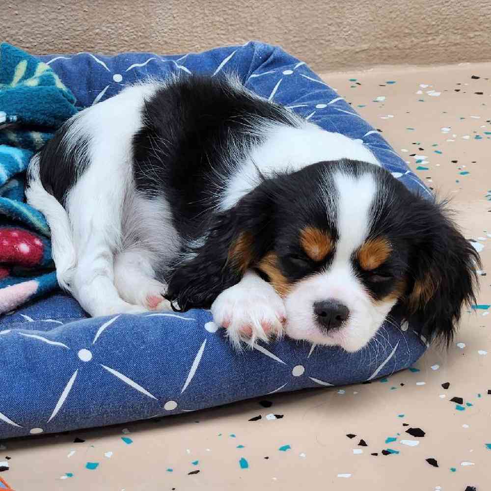 Male Cavalier King Charles Spaniel Puppy for Sale in Virginia Beach, VA