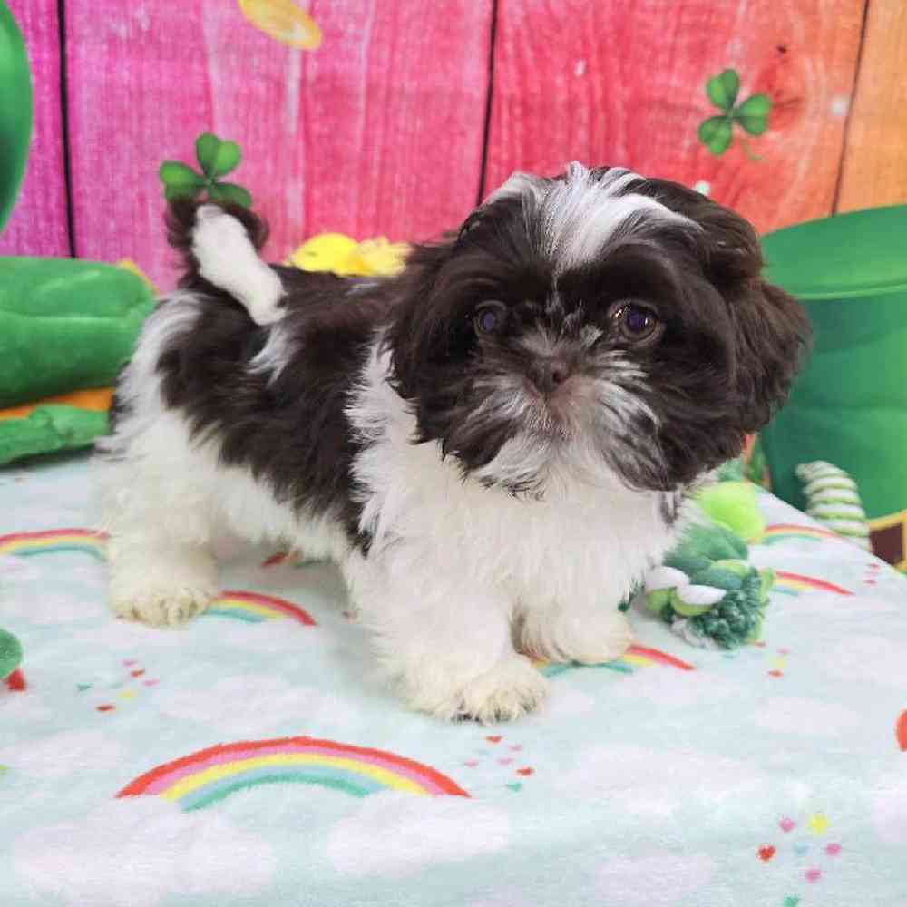 Male Shih Tzu Puppy for Sale in Virginia Beach, VA