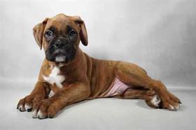 Boxer