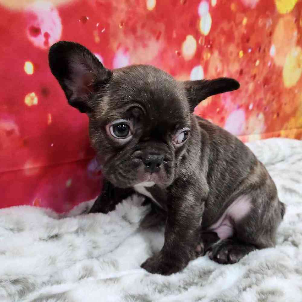Male French Bulldog Puppy for Sale in Virginia Beach, VA