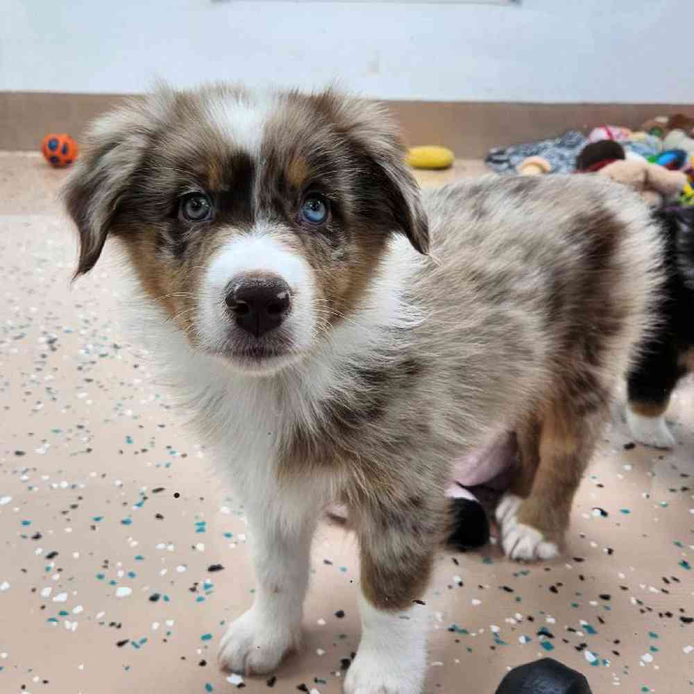 Male Australian Shepherd Puppy for Sale in Virginia Beach, VA