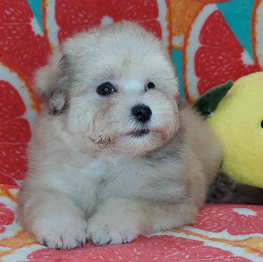 Male Maltipoo Puppy for sale