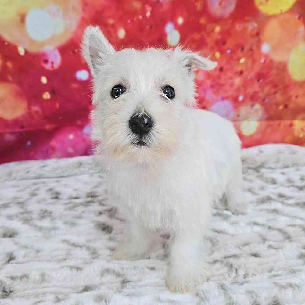 Female West Highland White Terrier Puppy for Sale in Virginia Beach, VA