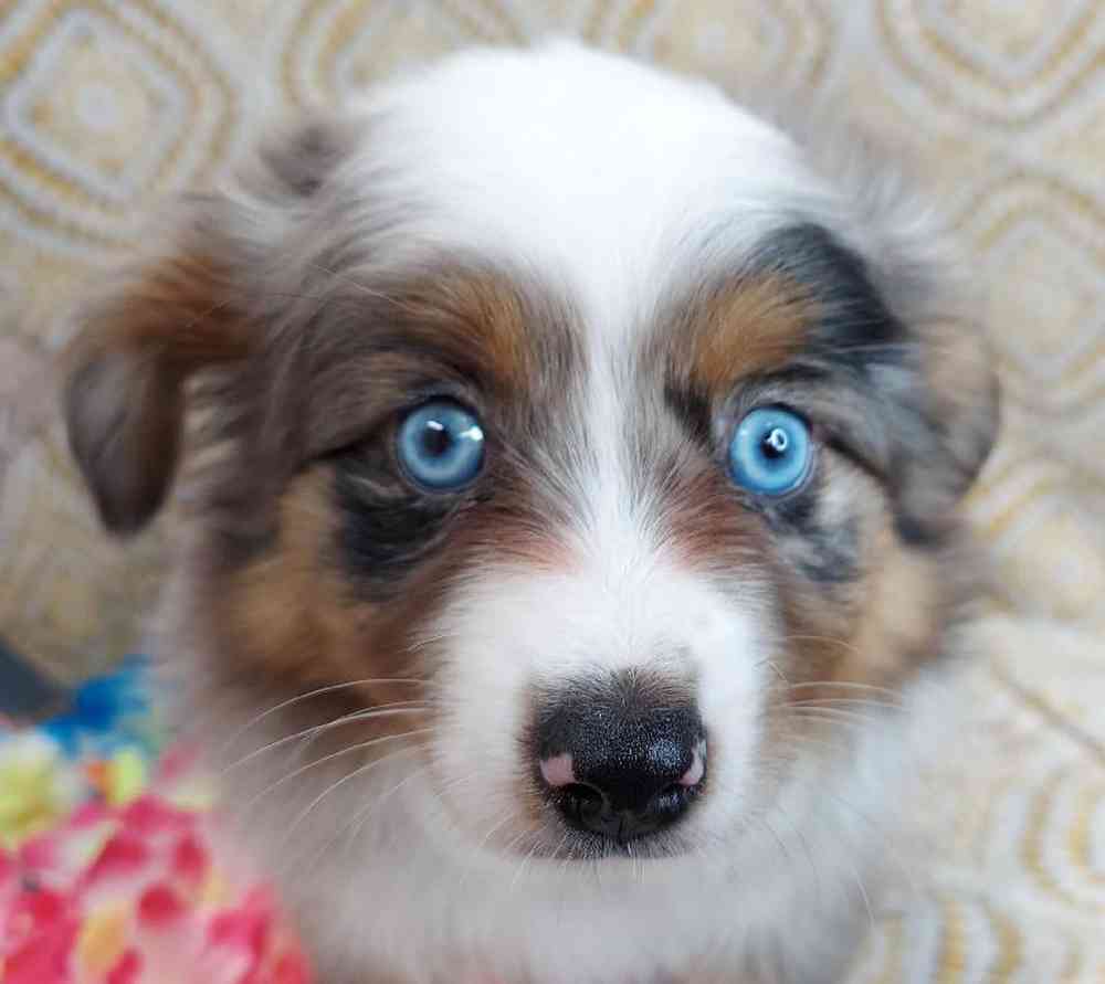 Female Mini Aussie Puppy for sale