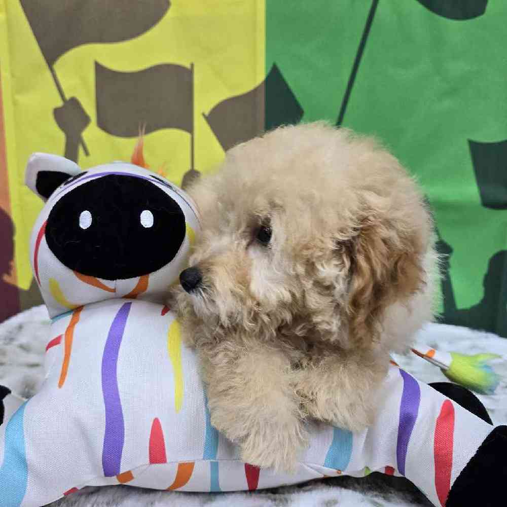 Male Mini Poodle Puppy for Sale in Virginia Beach, VA