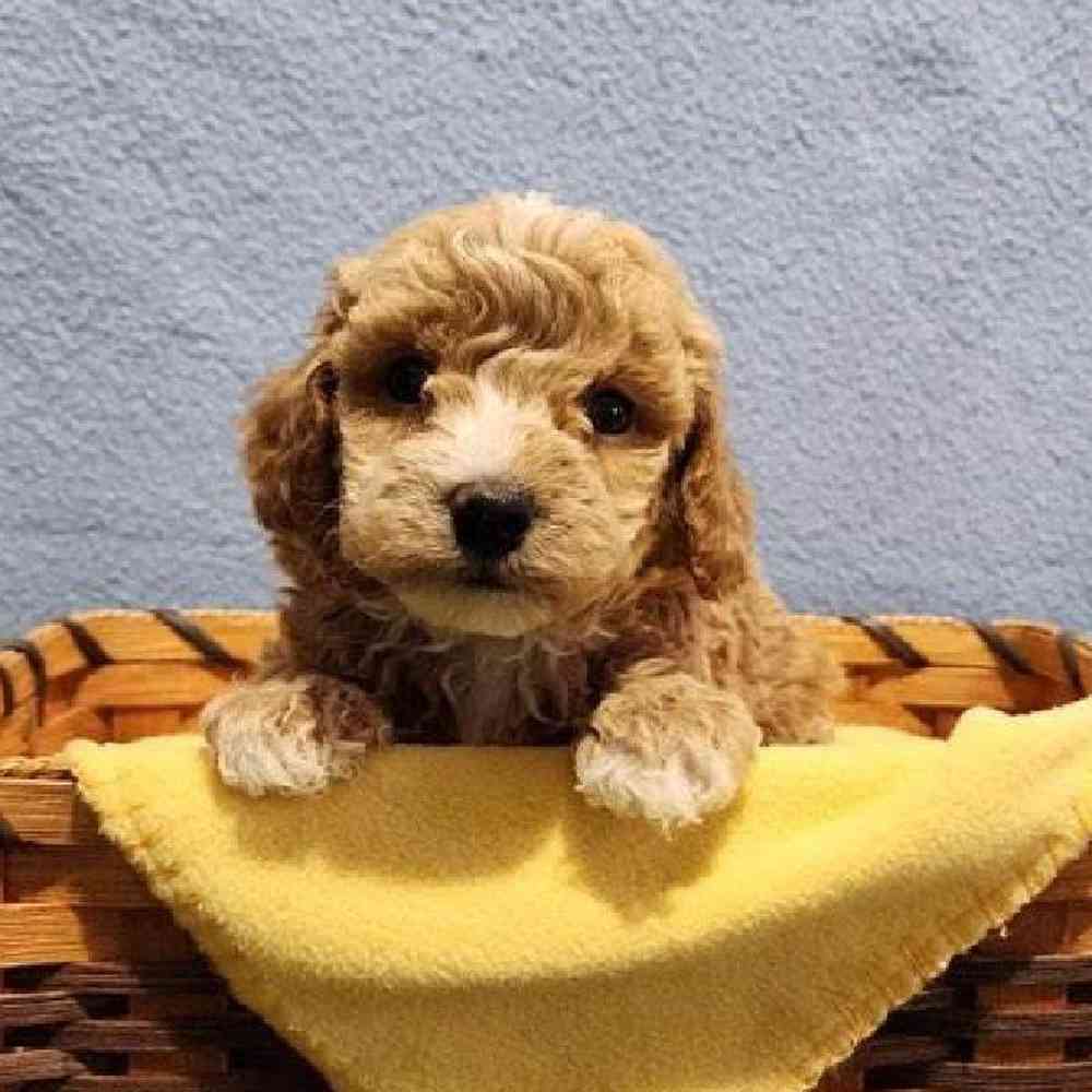 Male Maltipoo Puppy for Sale in Virginia Beach, VA