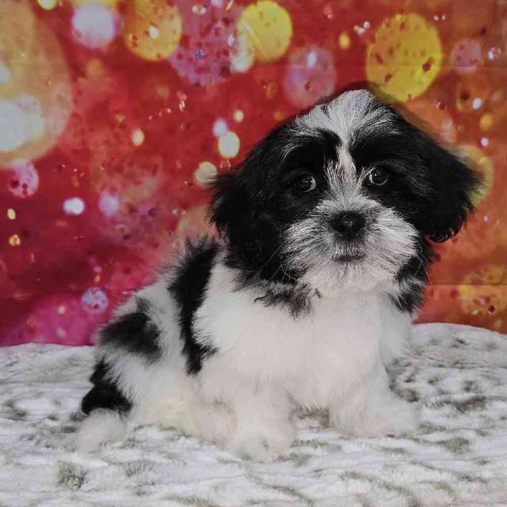Male Malshi Puppy for Sale in Virginia Beach, VA