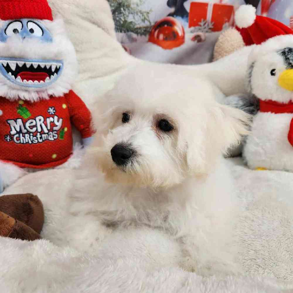 Male Bichon Puppy for Sale in Virginia Beach, VA