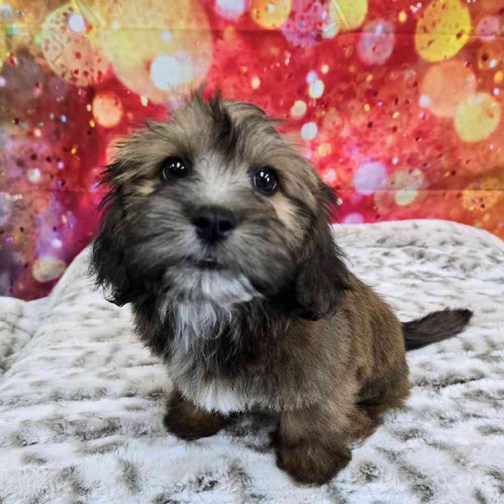 Male La-Chon Puppy for Sale in Virginia Beach, VA