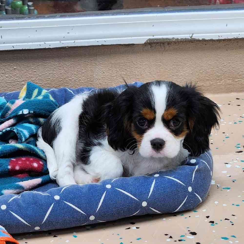 Male Cavalier King Charles Spaniel Puppy for Sale in Virginia Beach, VA