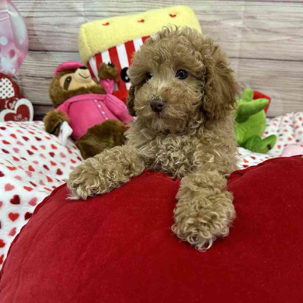 Male Maltipoo Puppy for Sale in Virginia Beach, VA