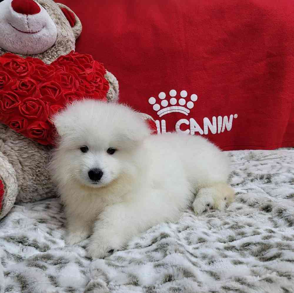 Male Samoyed Puppy for Sale in Virginia Beach, VA