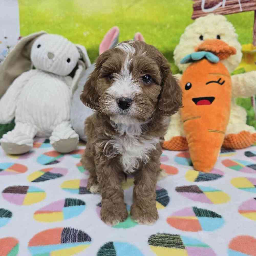 Male Cavapoo Puppy for Sale in Virginia Beach, VA