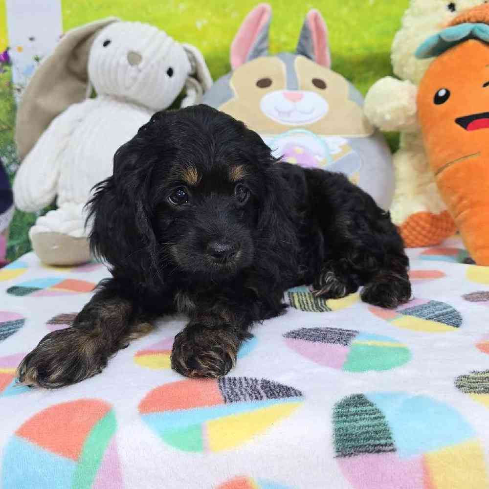 Female Cockapoo Puppy for Sale in Virginia Beach, VA