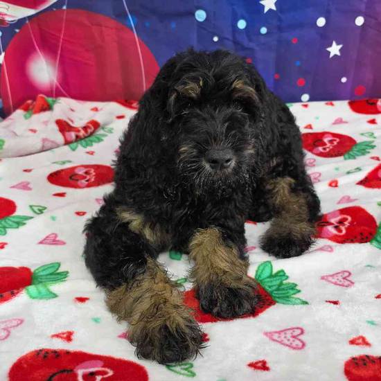 Goldendoodle