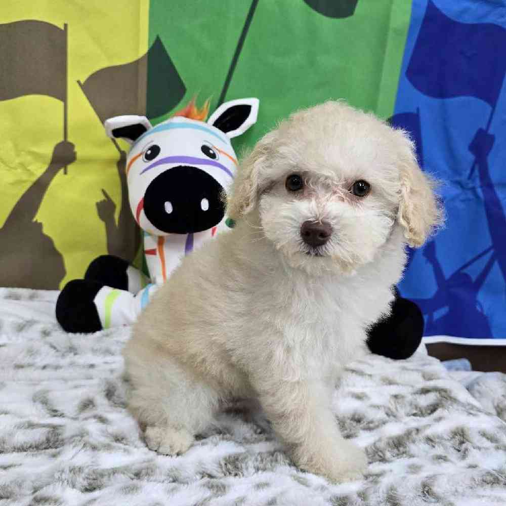 Female Poodle Toy Puppy for Sale in Virginia Beach, VA