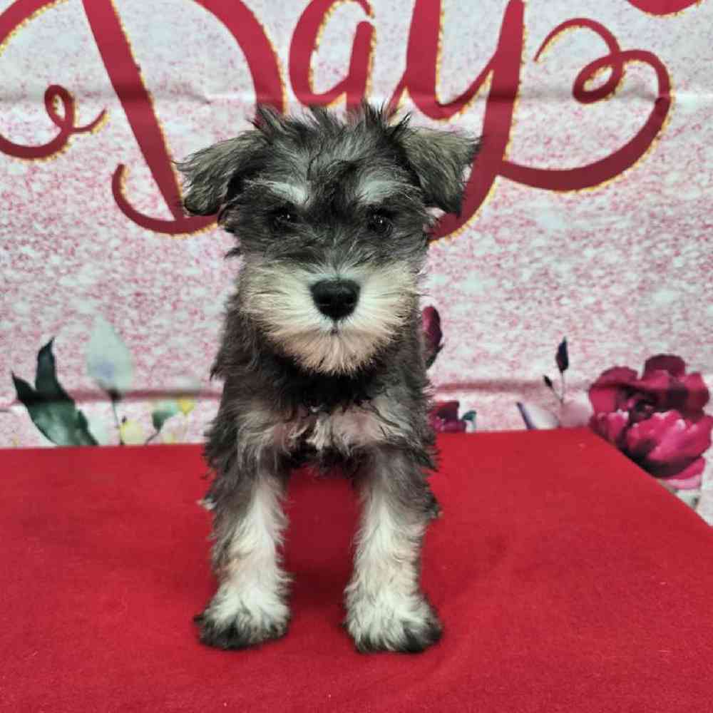 Male Mini Schnauzer Puppy for Sale in Virginia Beach, VA