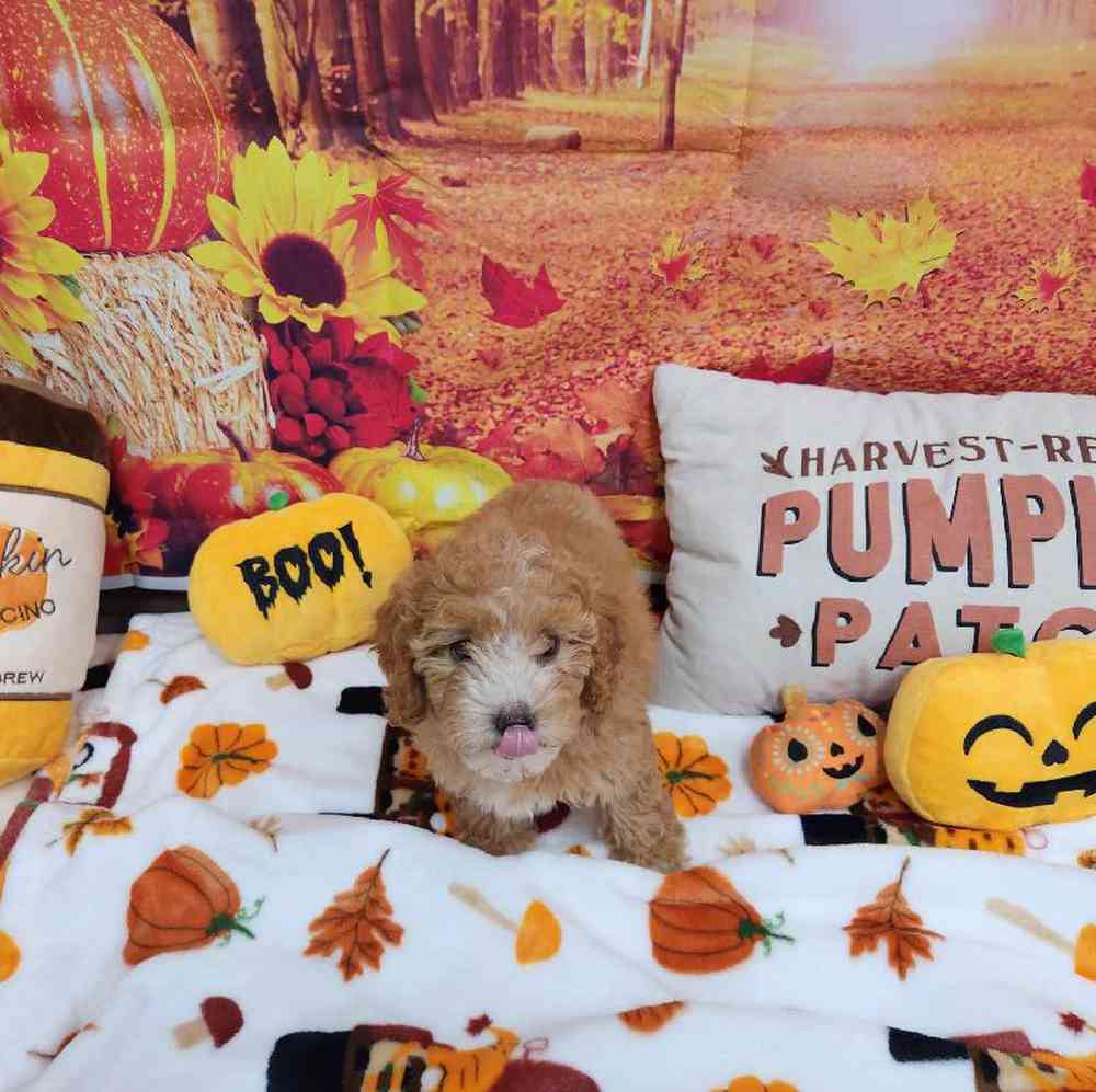 Female Cockapoo Puppy for Sale in Virginia Beach, VA