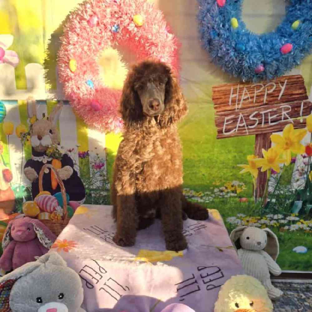 Male Standard Poodle Puppy for Sale in Virginia Beach, VA