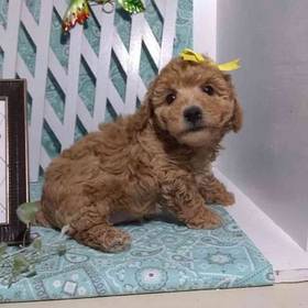 Bichonpoo